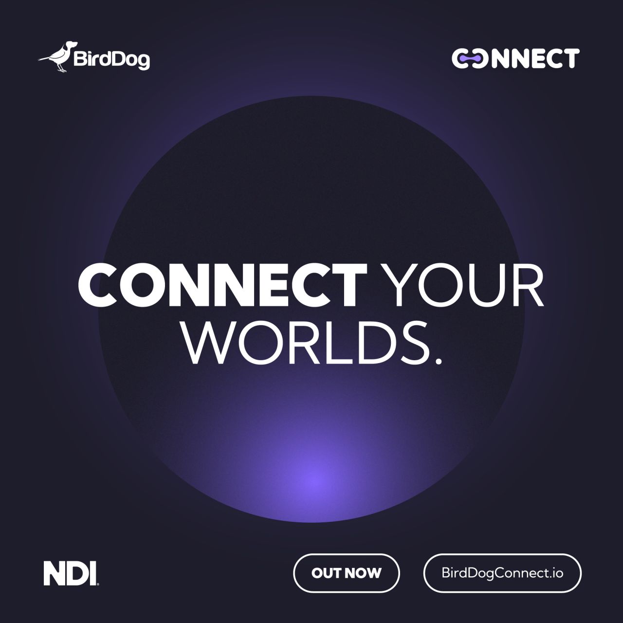 Remote production just got a whole lot smarter with BirdDog Connect ...