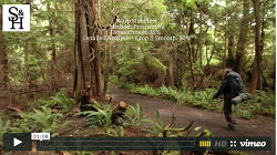 A Comprehensive Guide to Making the Most of Adobe's Warp Stabilizer